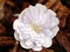 Show product details for Hepatica japonica Takumi